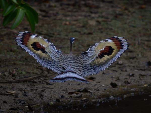 Venezuela birding tour, tailor made