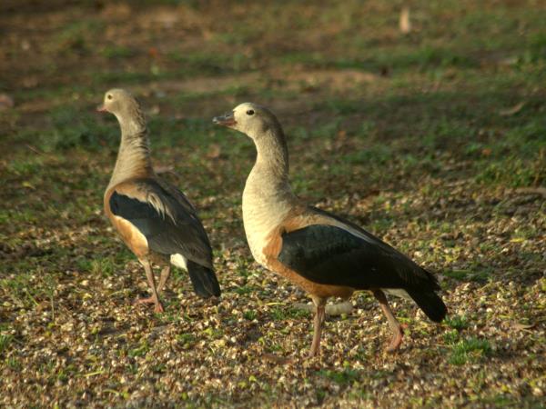 Venezuela birding tour, tailor made