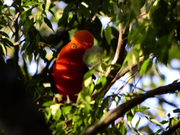 Venezuela birding tour, tailor made