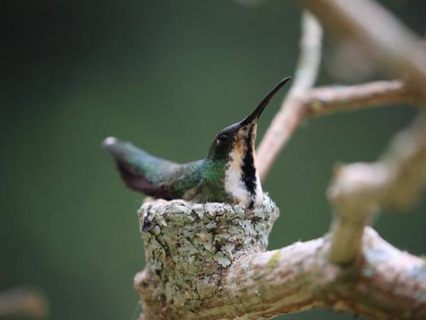 Venezuela birding tour, tailor made