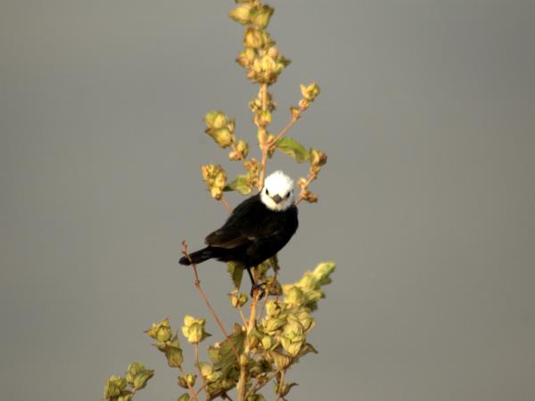 Venezuela birding tour, tailor made