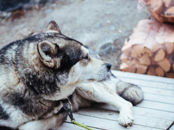 Spitsbergen arctic summer holiday