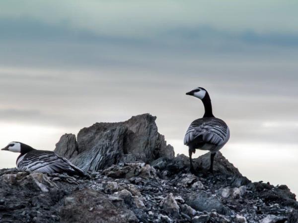 Spitsbergen arctic summer holiday