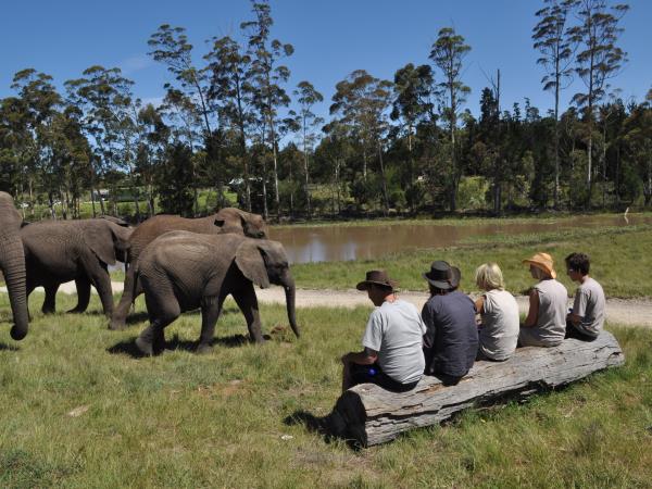 Over 40s volunteering with elephants, South Africa