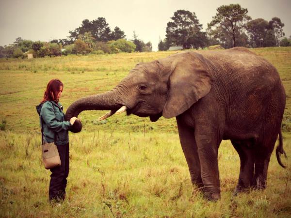 Over 40s volunteering with elephants, South Africa