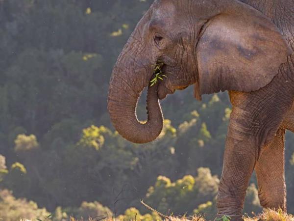 Over 40s volunteering with elephants, South Africa