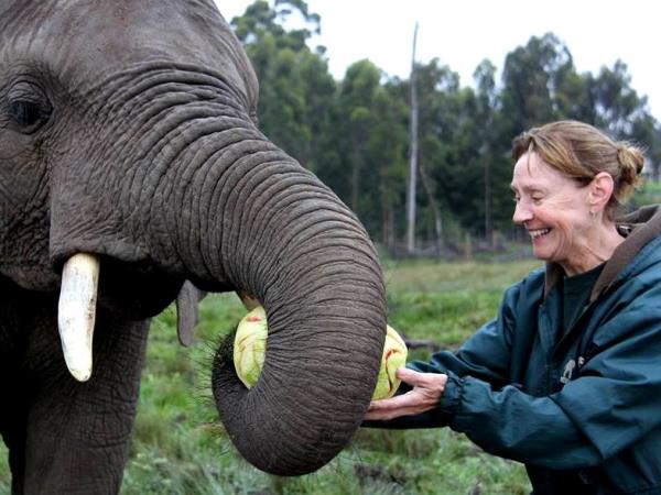 Over 40s volunteering with elephants, South Africa