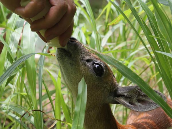 Malawi animal conservation and safari vacation