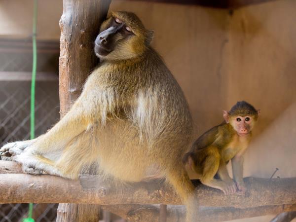 Malawi animal conservation and safari vacation