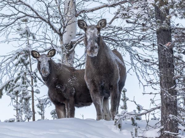 Northern Lights and wildlife vacation in Swedish Lapland