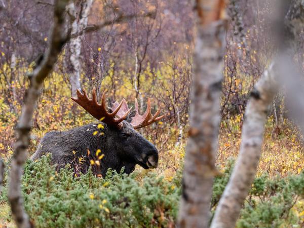 Sweden wildlife vacation, Moose expedition