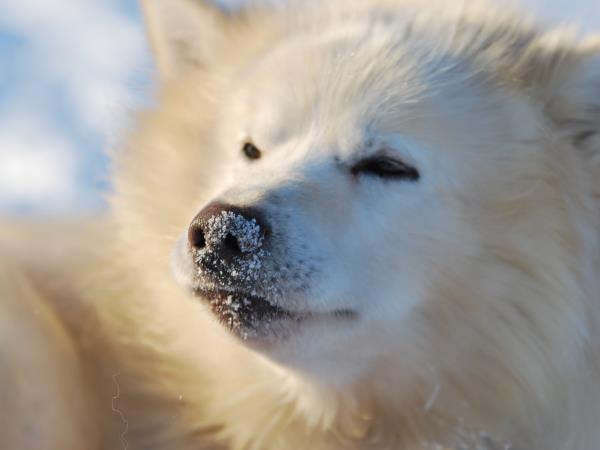 Dog-sledding in Spitsbergen vacation