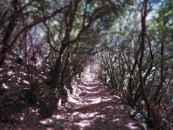 La Palma Walking vacation