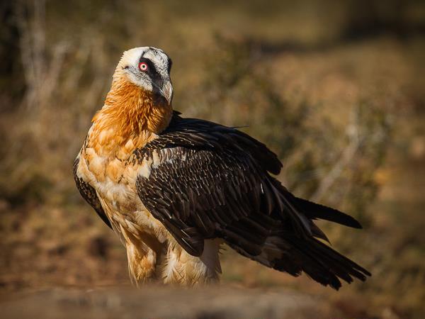 Ethiopia photography tour