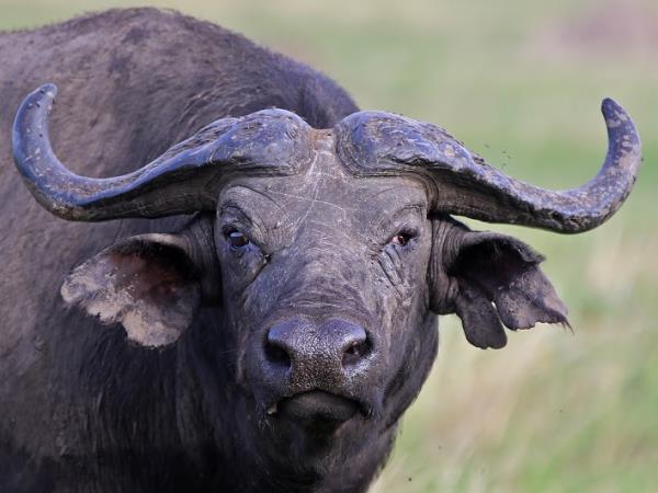 Uganda tailor made holidays