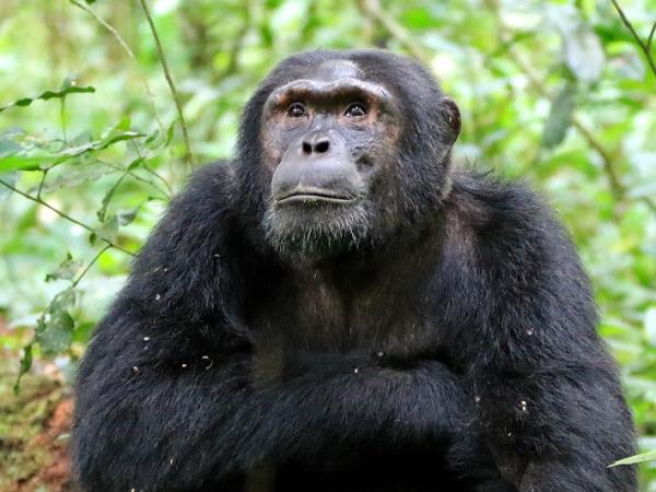 Uganda tailor made holidays