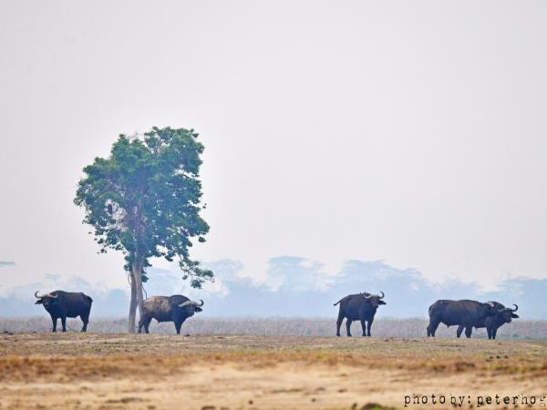 Uganda tailor made holidays