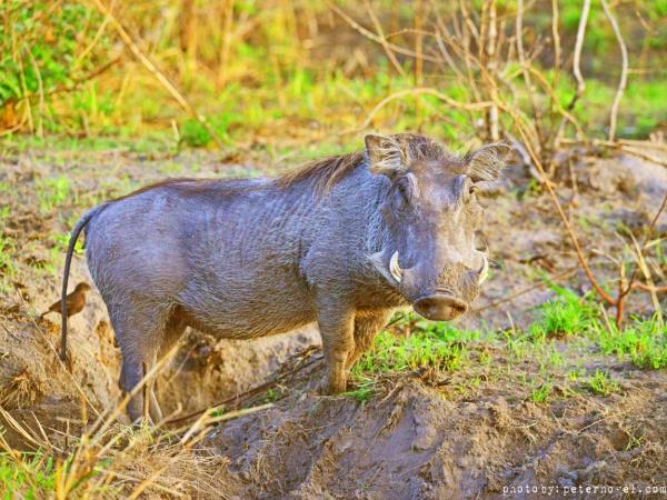 Uganda tailor made holidays