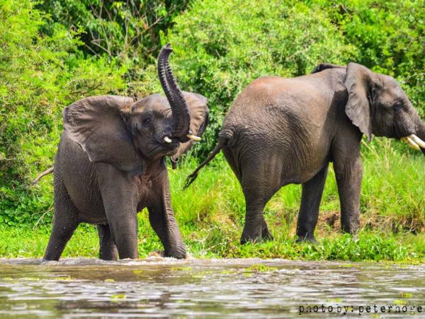 Uganda tailor made holidays