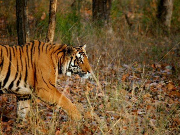 India nocturnal wildlife safari