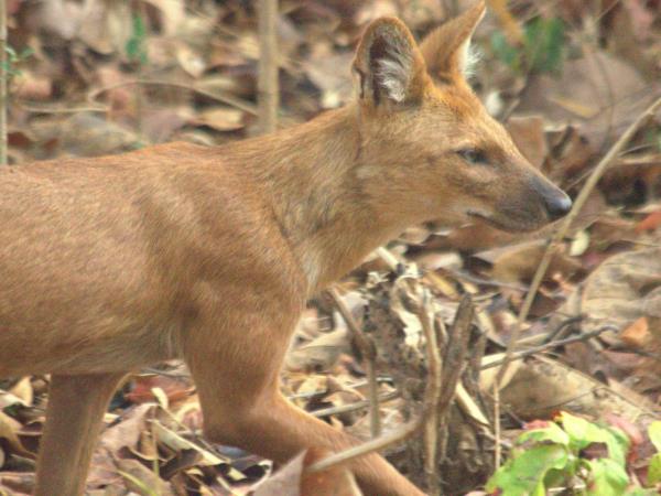 India nocturnal wildlife safari