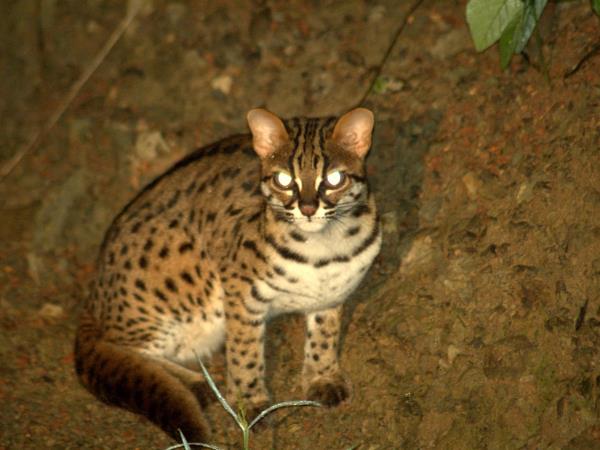 India nocturnal wildlife safari