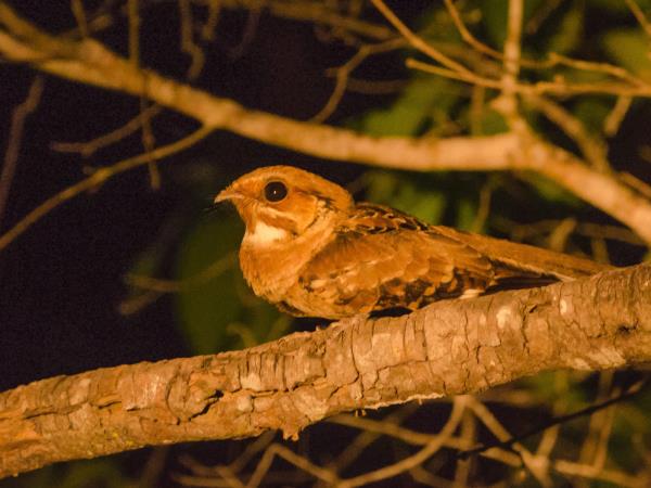 India nocturnal wildlife safari