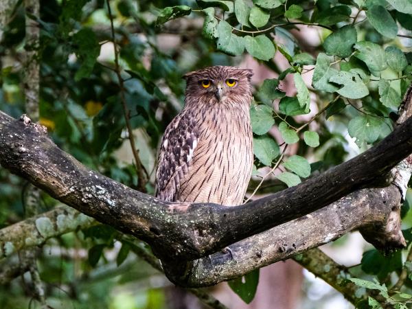 India nocturnal wildlife safari