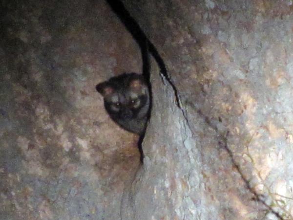 India nocturnal wildlife safari