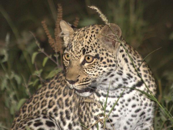 India nocturnal wildlife safari