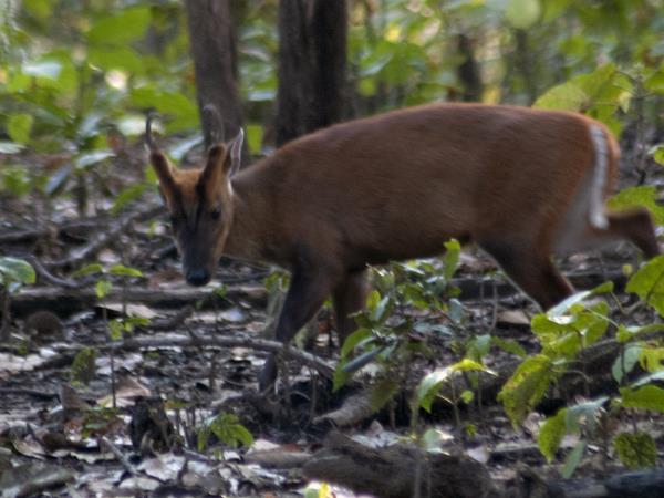 India nocturnal wildlife safari
