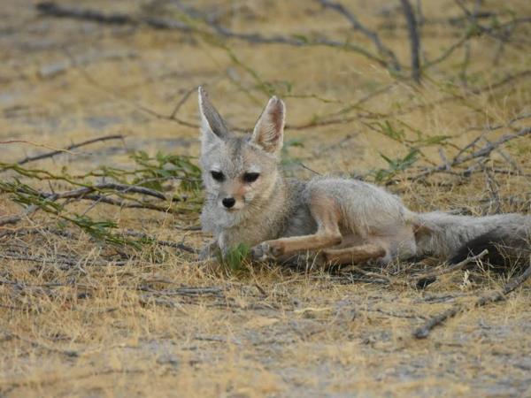 India nocturnal wildlife safari