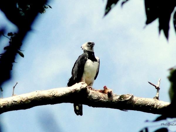 Harpy Eagle birdwatching tour in Brazil