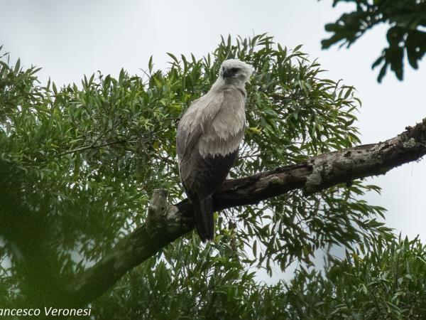 Harpy Eagle birdwatching tour in Brazil