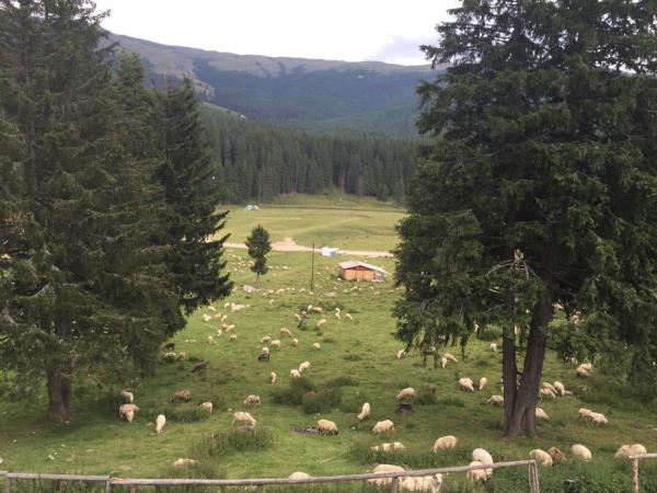 Romania family activity vacation