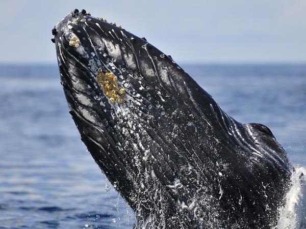 Azores whale watching and walking vacation