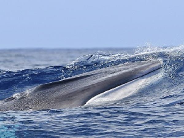 Azores family vacation, whale watching and walking