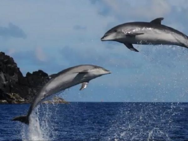 Azores family vacation, whale watching and walking