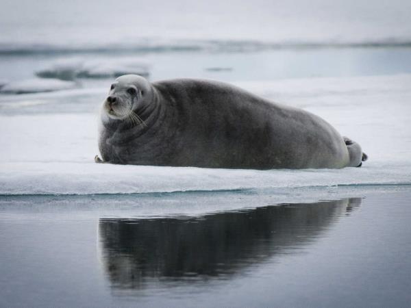 Iceland to Greenland cruise