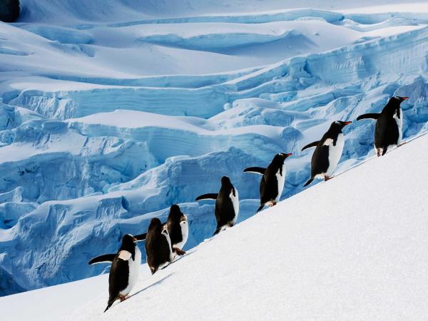 Expedition cruise to Antarctica