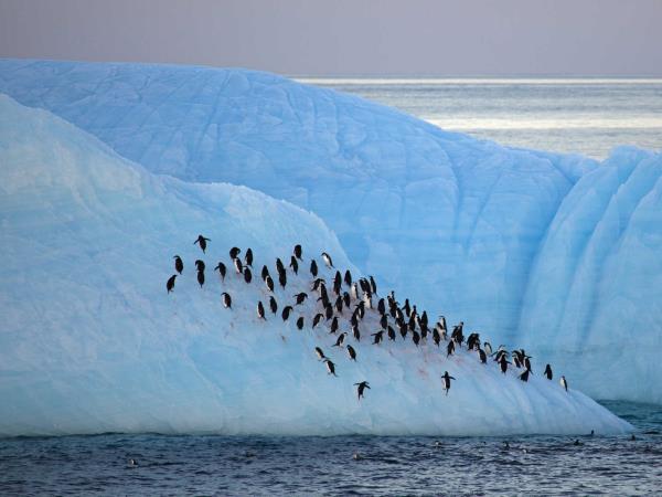 Expedition cruise to Antarctica