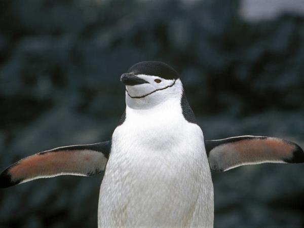 Antarctic peninsula cruise via Buenos Aires