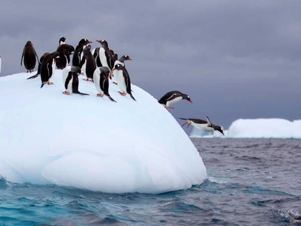 Antarctic peninsula cruise via Buenos Aires