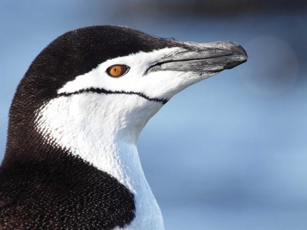 Antarctic Circle wildlife cruise