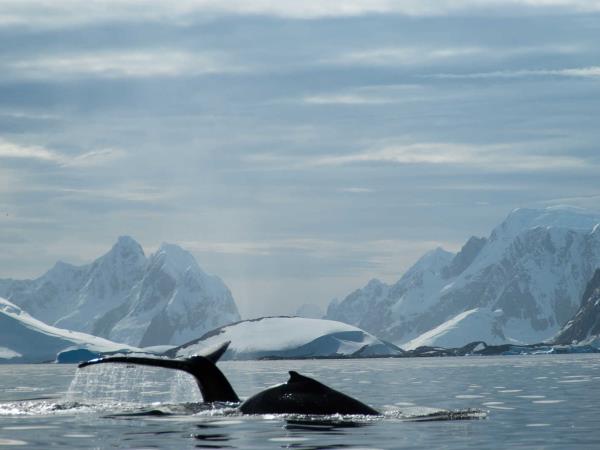 Antarctic Peninsula and South Shetland Islands cruise