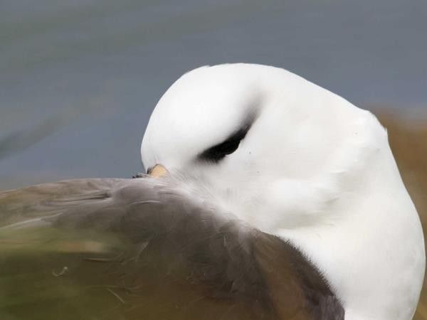 Antarctica, Falklands & South Georgia wildlife cruise