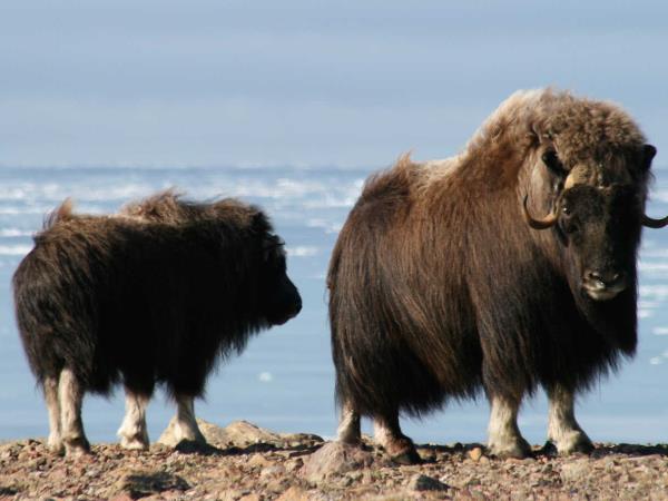 Arctic cruise, heart of the Northwest Passage