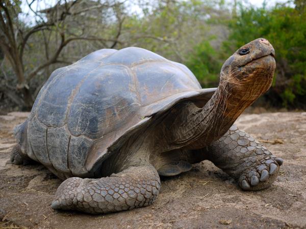 Luxury Galapagos Islands cruise, 10 days