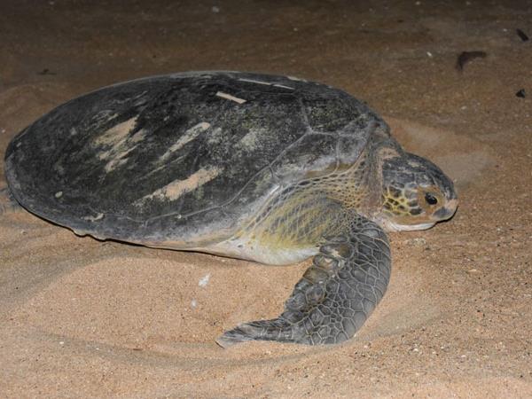 Guinea-Bissau tour, beyond the Bijagos