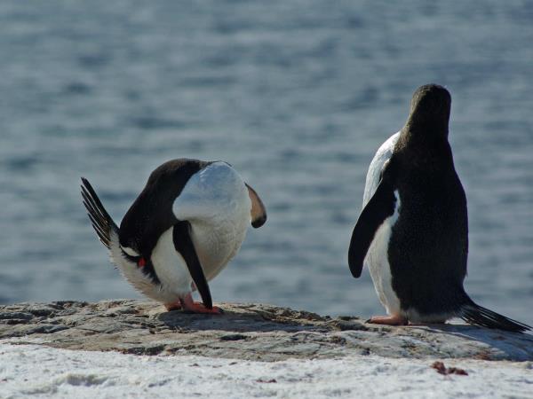 Total Antarctic highlights cruise via Buenos Aires